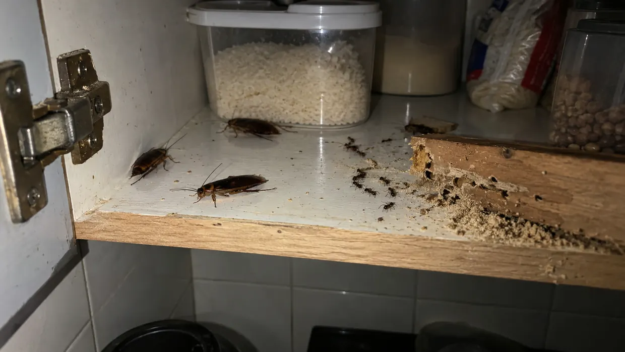 Baratas, formigas e cupim dentro de um armário de cozinha — pragas urbanas atendidas pela Ativa